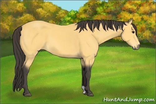 Horse Color:Unknown 