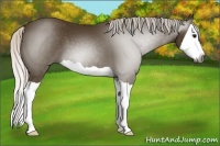 Horse Color:Gray Silver Smoky Black Splash 