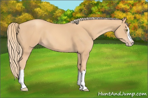 Horse Color: Gold Champagne Splash 