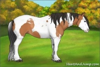 Horse Color:Bay Splash Tobiano