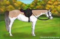 Horse Color:Amber Champagne Splash 