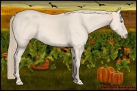 Horse Color:Perlino