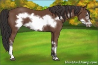 Horse Color:Bay Frame