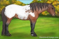 Horse Color:Brown Appaloosa 