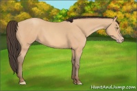 Horse Color:Amber Champagne 