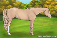 Horse Color:Gold Champagne 