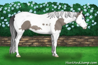 Horse Color:Grullo Splash Tobiano 