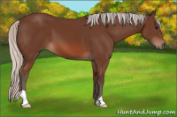 Horse Color:Silver Bay 