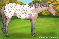 Horse Color:Bay Appaloosa 