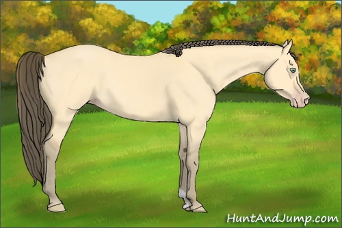 Horse Color: Amber Cream Champagne Dun 