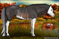 Horse Color:Brown Splash Rabicano  Brindle