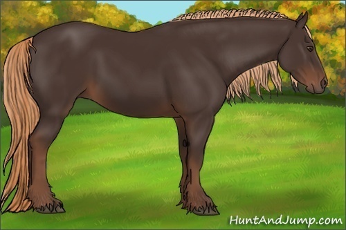 Horse Color: Liver Chestnut 