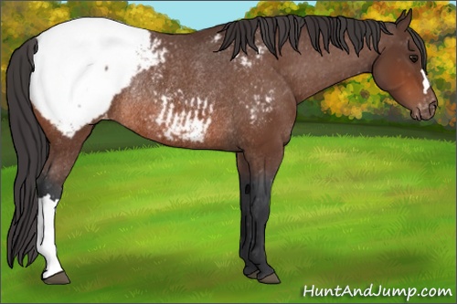 Horse Color: Bay Snowcap Rabicano 