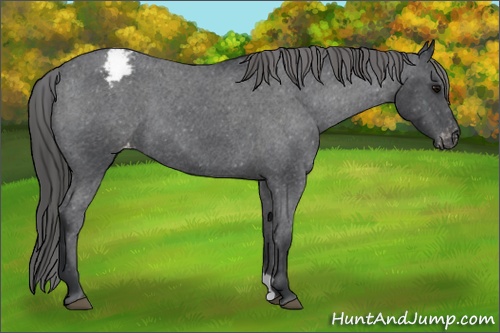 Horse Color: Blue Roan Snowcap 