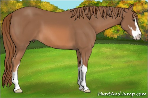 Horse Color: Liver Chestnut Sabino 