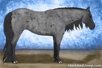 Horse Color:Blue Roan 