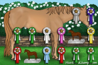 Horse Color:Chestnut Splash 
