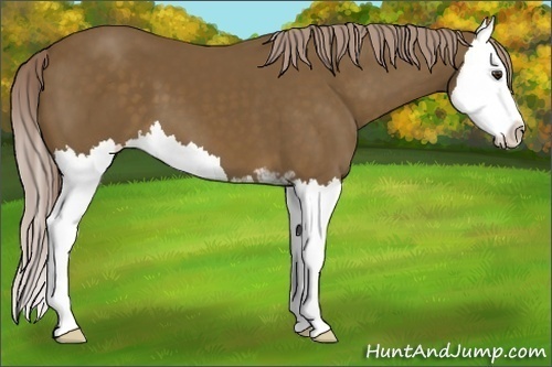 Horse Color: Chocolate Palomino Sabino Splash 