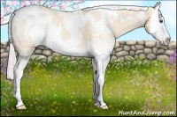 Horse Color:White Spotted Cremello Sabino Splash 