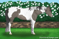 Horse Color:Black Tobiano 