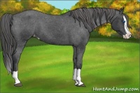 Horse Color:Black Splash Varnish 