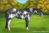 Horse Color:White Spotted Black Sabino 