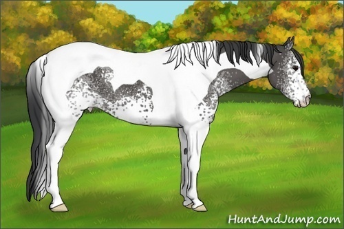 Horse Color: White Spotted Black Tobiano 