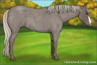 Horse Color:Silver Blue Roan 