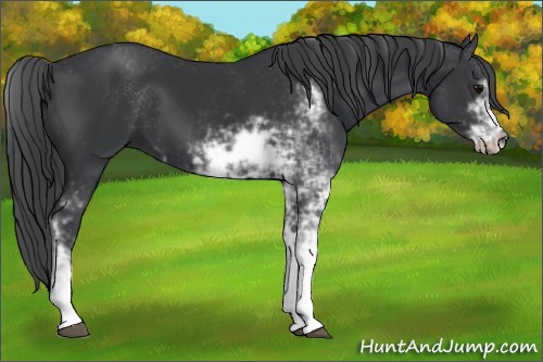Horse Color: Black Sabino 