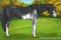 Horse Color:Black Sabino 
