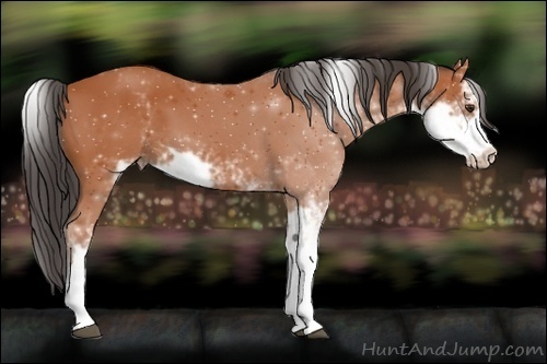 Horse Color: Bay Sabino 