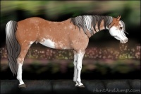 Horse Color:Bay Sabino 
