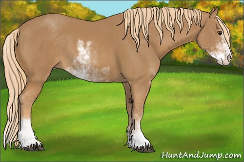 Horse Color: Chestnut Sabino 