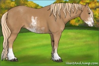 Horse Color:Chestnut Sabino