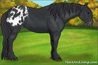 Horse Color:Black Appaloosa 
