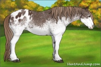 Horse Color:White Spotted Liver Chestnut Blanket 