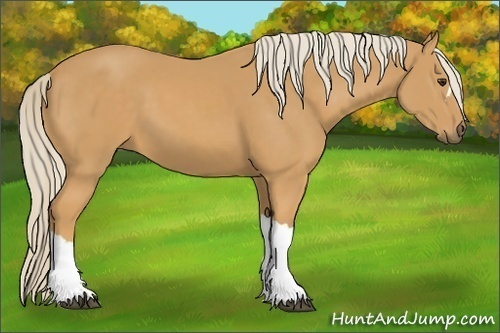 Horse Color: Palomino 