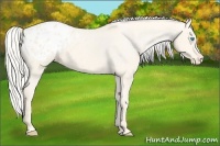 Horse Color:Cremello Appaloosa 