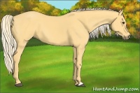 Horse Color:Palomino 