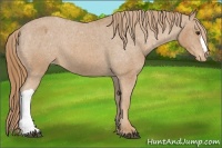 Horse Color:Chestnut Appaloosa 