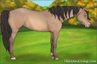 Horse Color:Amber Champagne 