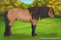 Horse Color:Bay Rabicano 