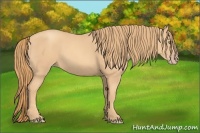 Horse Color:Gold Champagne 