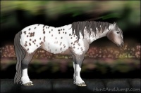 Horse Color:Gray Bay Appaloosa 