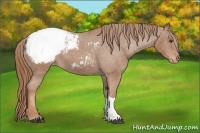Horse Color:Chestnut Snowcap 