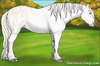 Horse Color:Perlino Blanket 