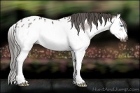 Horse Color:Gray Bay Roan Splash Frame Appaloosa 