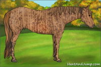 Horse Color:Bay  Brindle