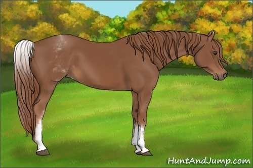 Horse Color: White Spotted Chestnut Sabino 