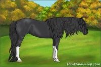 Horse Color:Black 